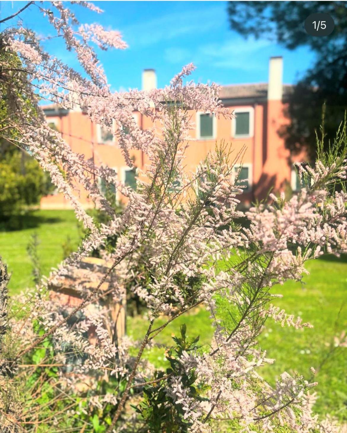 Farm stay Agriturismo Ca' Bonelli